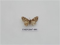 藏品(尺蛾558)的圖片